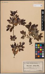 Salix aurita L. x Salix silesiaca Willd.